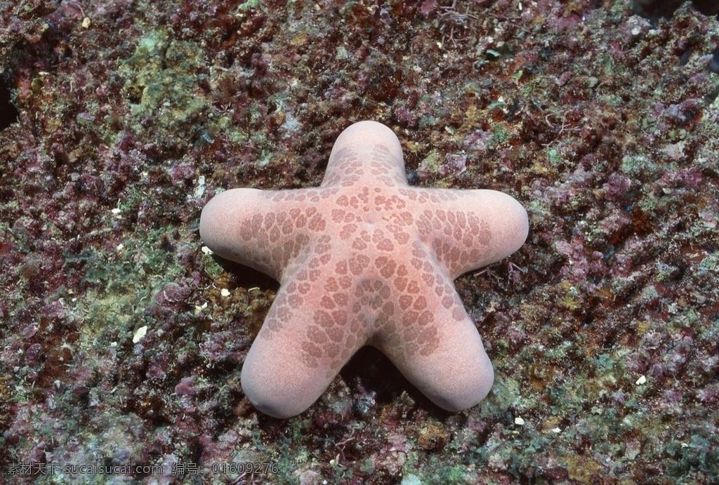 海星 珊瑚虫 珊瑚 海洋世界 海底 海底生物 海洋 海洋生物 生物世界