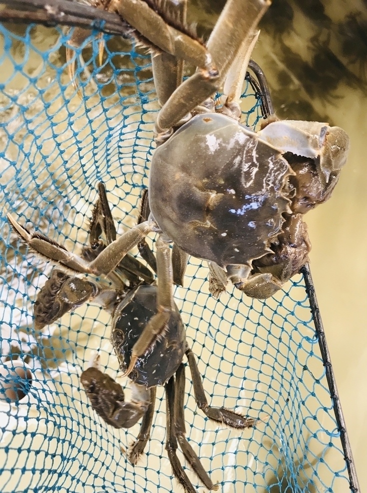 大闸蟹 蟹黄 清水 阳澄湖 美食 生物世界 家禽家畜