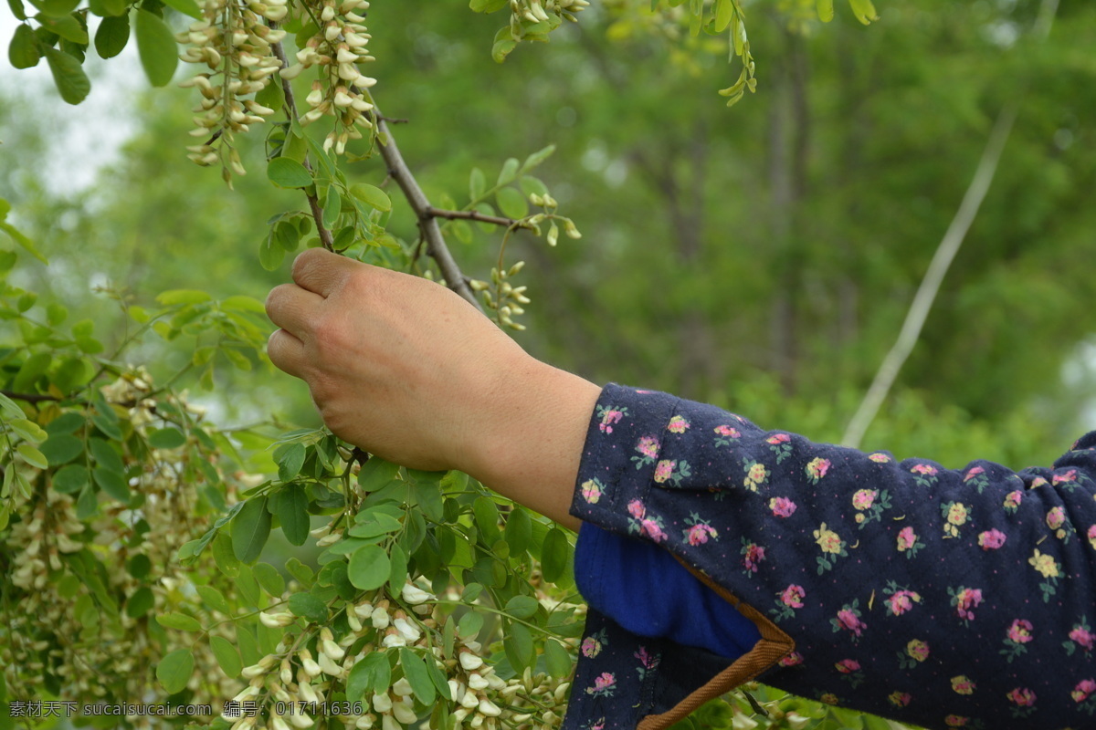 槐花香 槐花 花朵 自然 美景 镜头中的世界 生物世界 花草 绿色