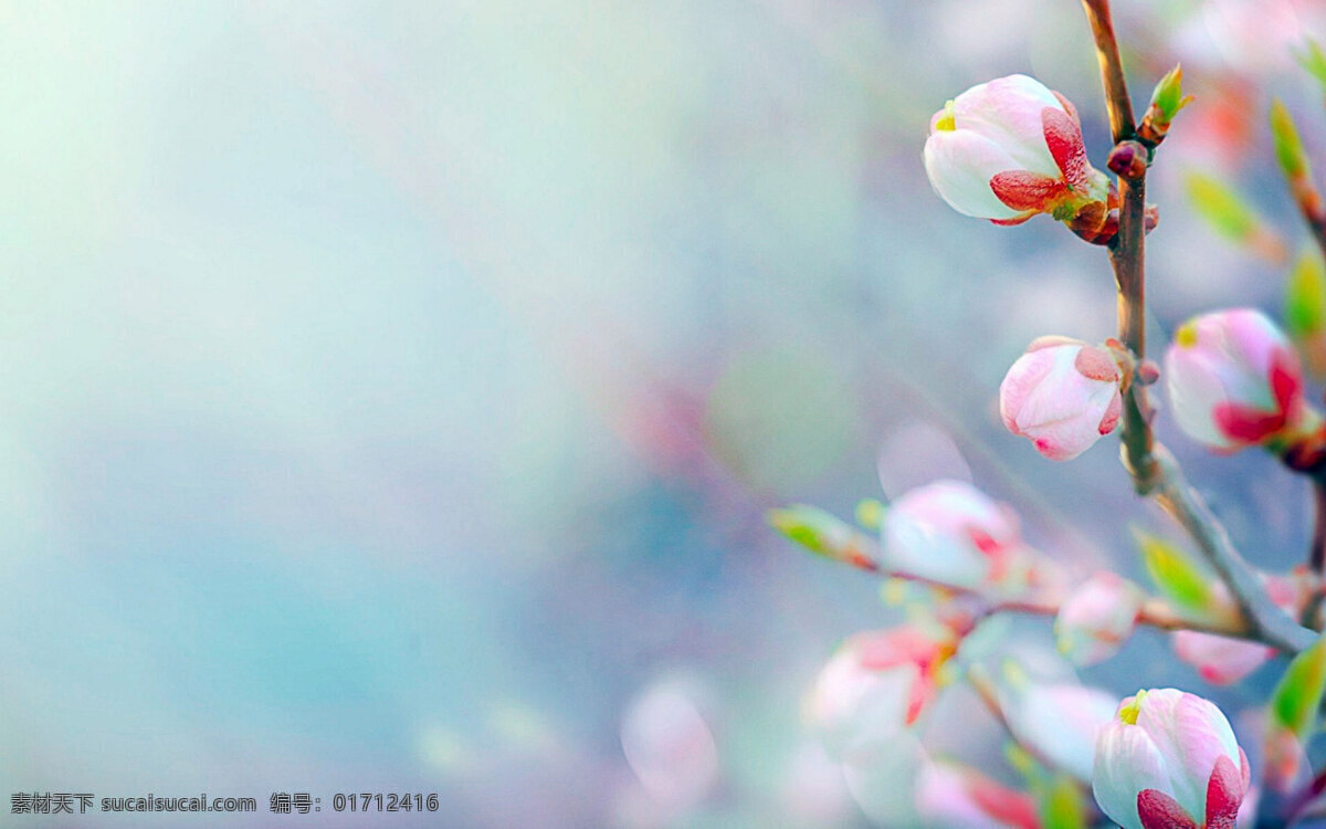 桃花 春天 春天的花 粉色 花草 三月 生物世界 阳春三月 psd源文件