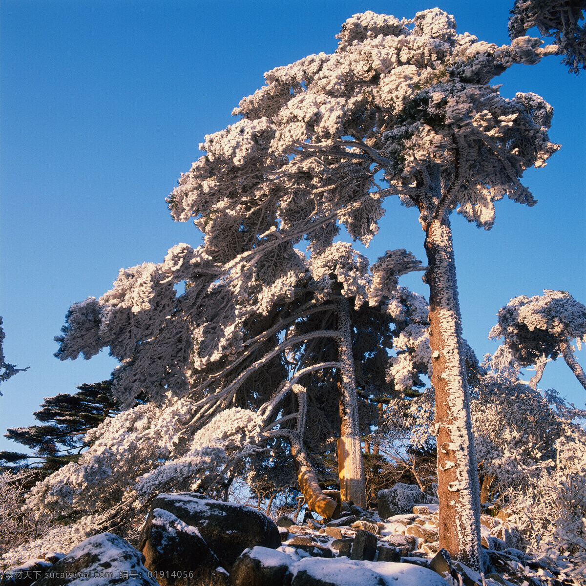 冬天雪景摄影 大自然 自然风景 美丽风景 美景 景色 风景摄影 旅游景区 旅游风景 旅游奇观 迎客松 雪景 冬天树木 自然景观 黑色