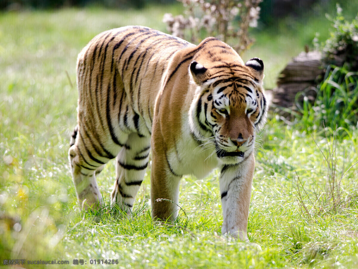 凶猛 老虎 动物 高清 公园 百兽之王 陆地动物 野生动物 动物世界 动物摄影 动物图片 黄色