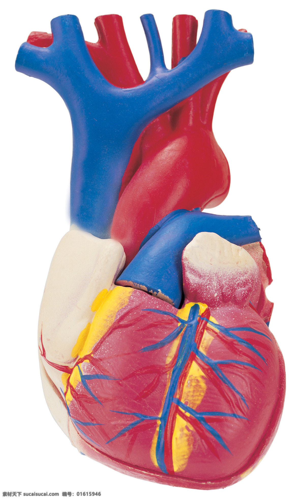 心脏 模型 科学研究 心脏模型 科技图片 现代科技