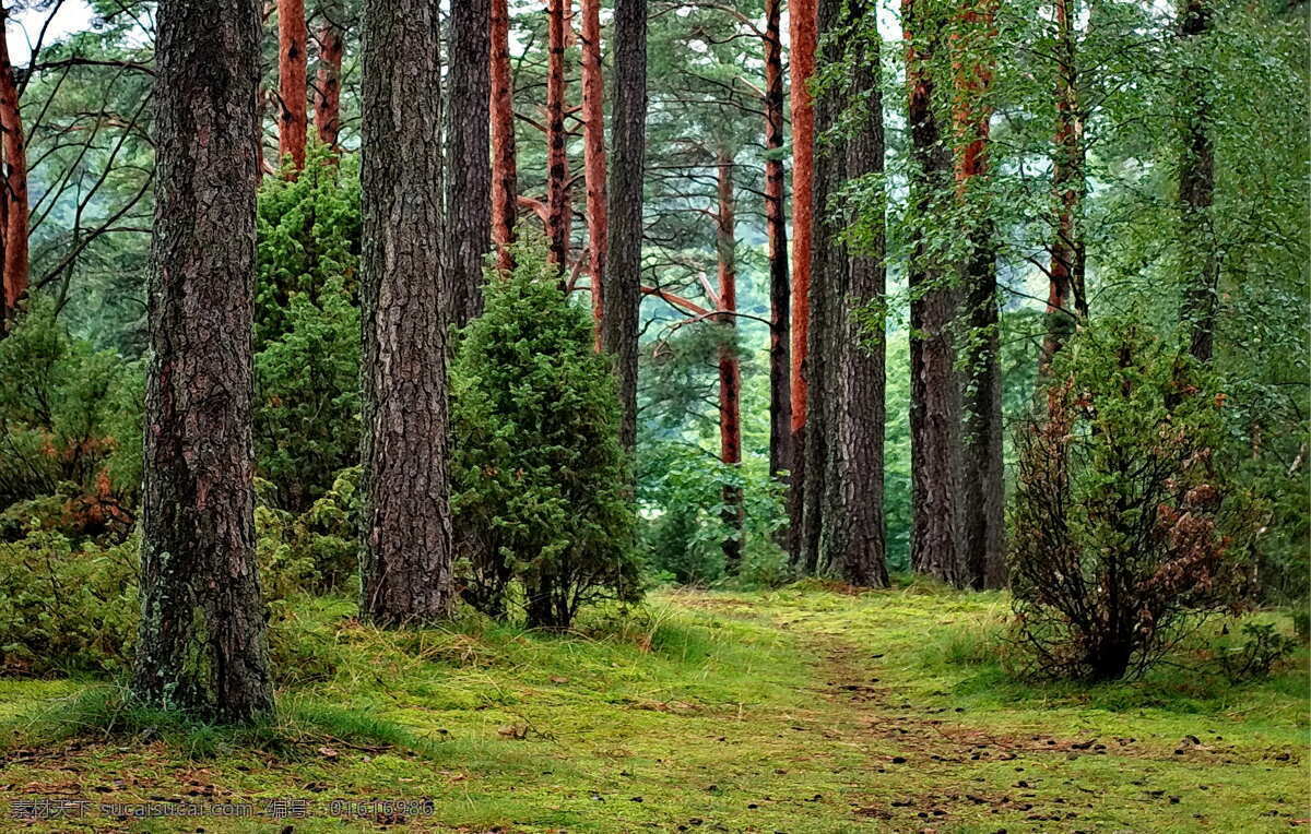 茂密的树林 树林 森林 笔直的树木 山林 密林 林场 生物世界 树木树叶
