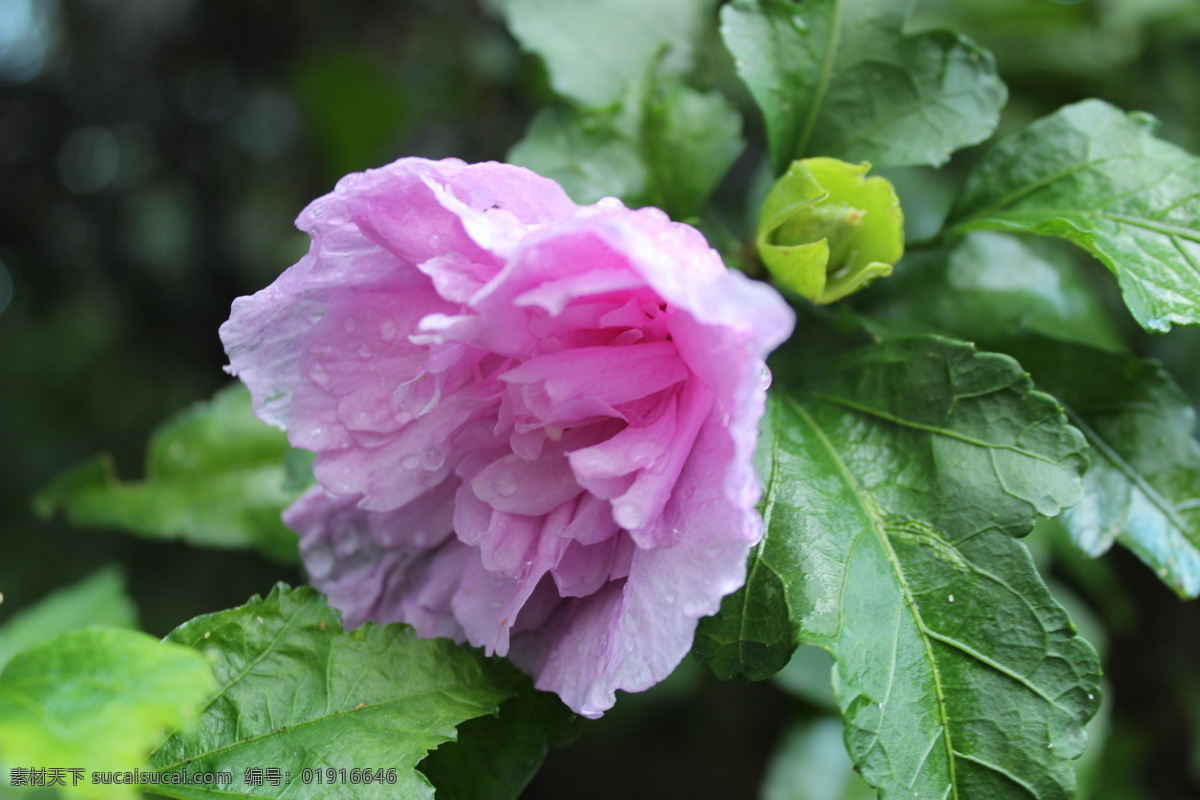 木槿 露珠 紫花 紫色花 绿叶紫花 花草 生物世界