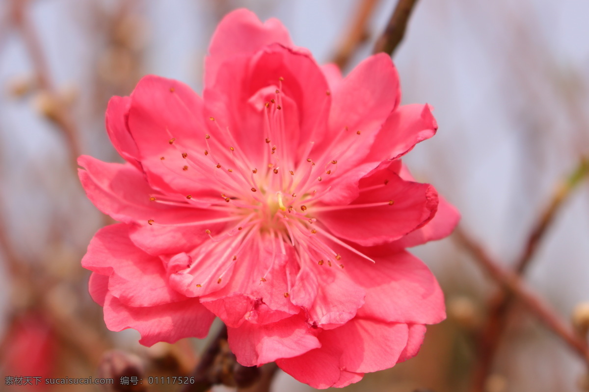 美丽的桃花 桃花 植物 花朵 美丽 生物 桃红 花香 春天 微距摄影 桃花运 花园 花瓣 开花 种植 桃花园 花草 生物世界 粉色