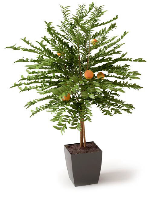 橘子树模型 模型 3d模型 植物 花盆 盆栽 家装模型 3d渲染 高端模型 果树