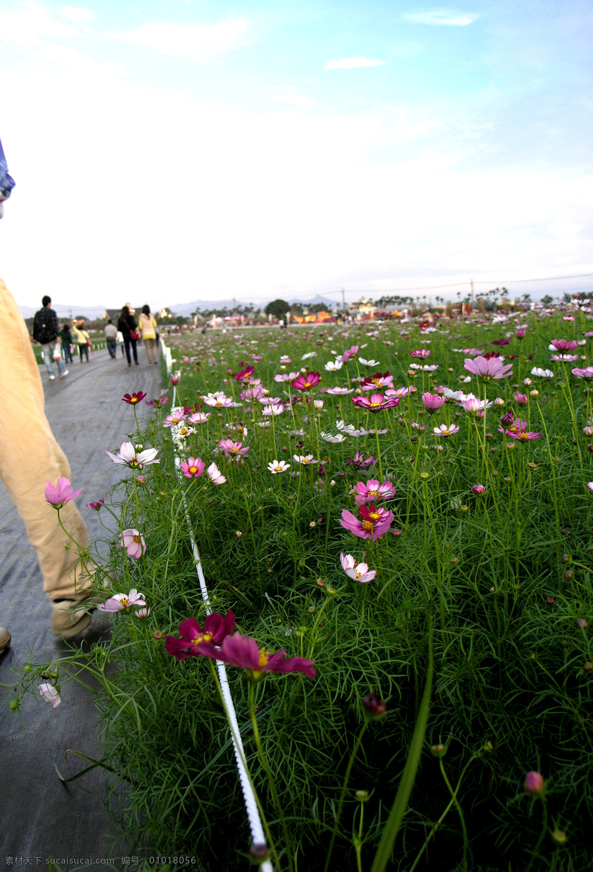 公园野花 野花 小花 公园 生态公园 花海 自然 花草 生物世界