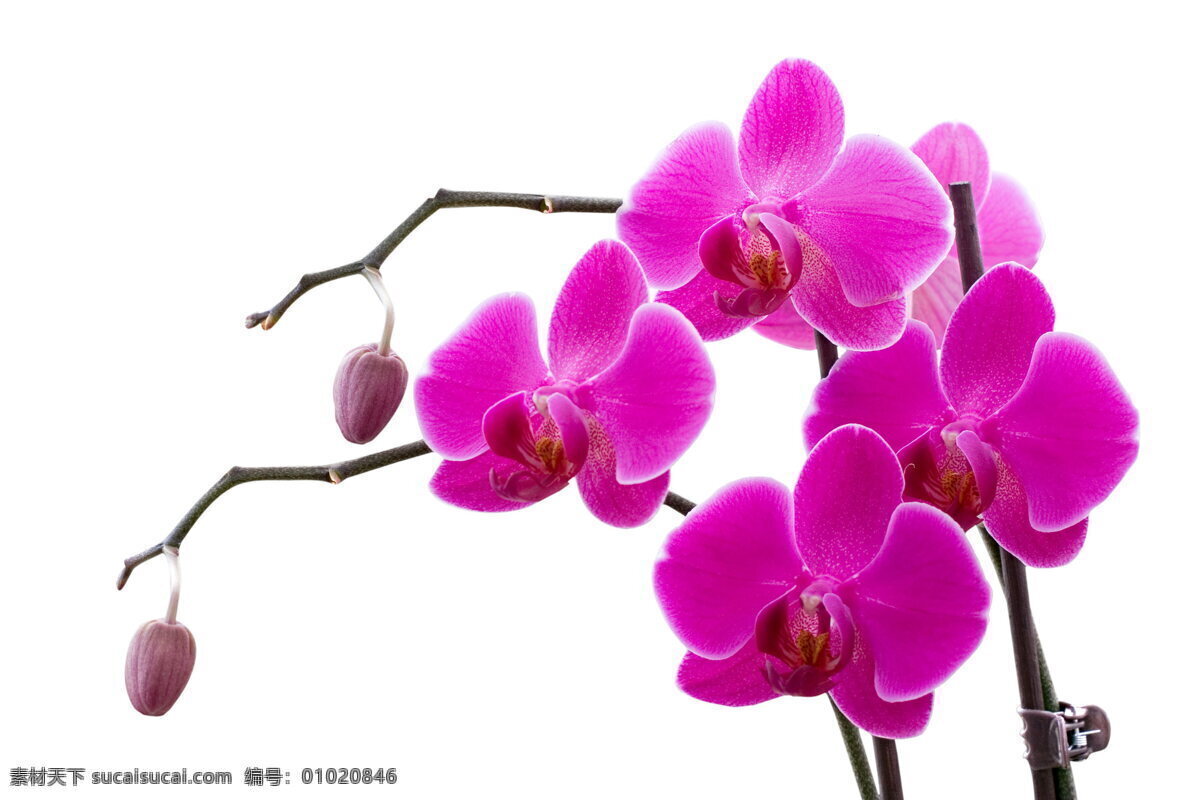 蝴蝶兰 花朵 紫色花 花卉 花瓣 植物 鲜花 生物世界 花草