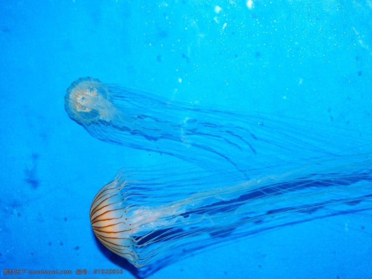 海洋生物 海底世界 海洋 生物世界 水母 海底景色