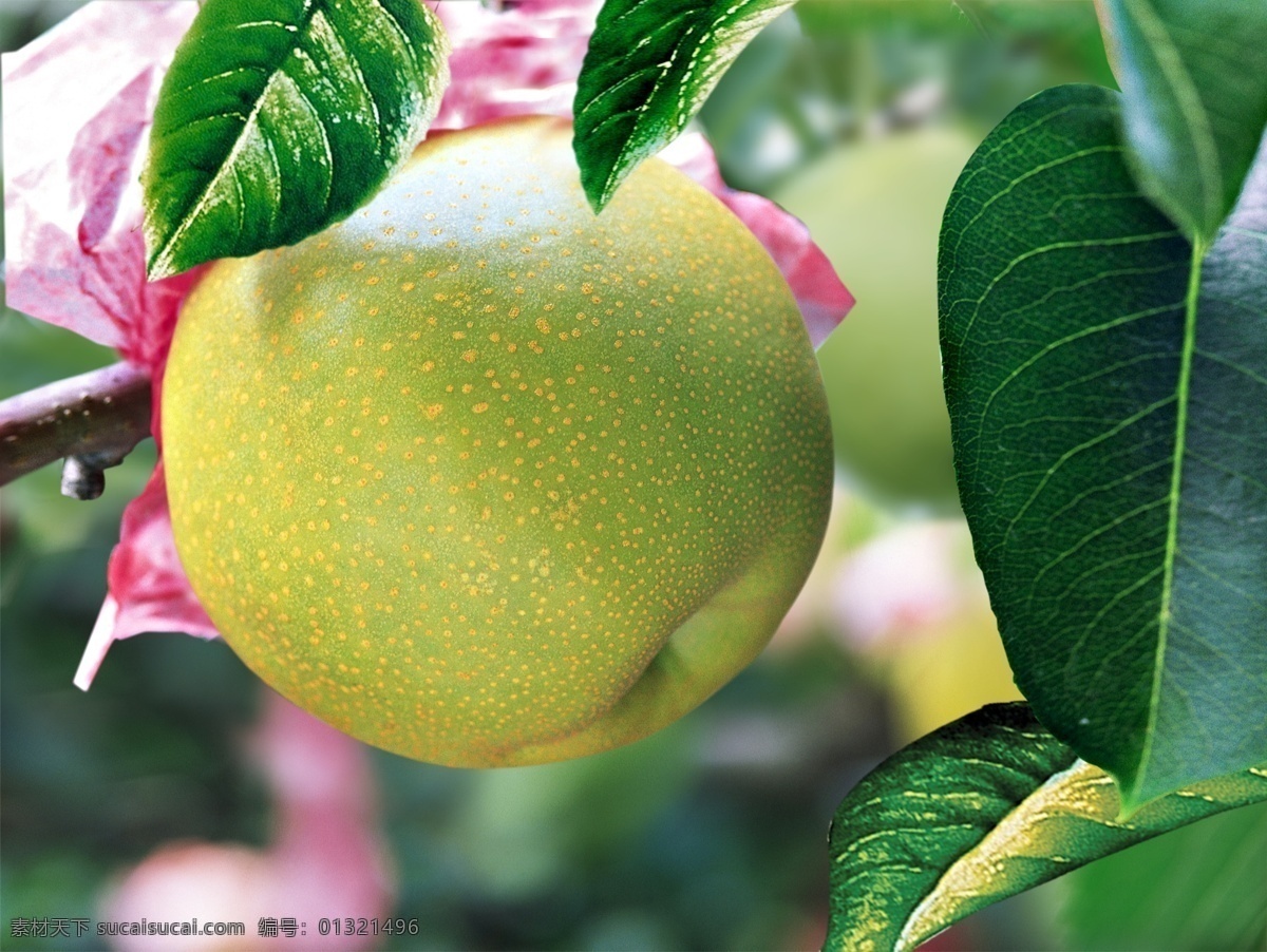 水果免费下载 分层 花 苹果 苹果素材下载 水果 叶子 源文件 苹果模板下载