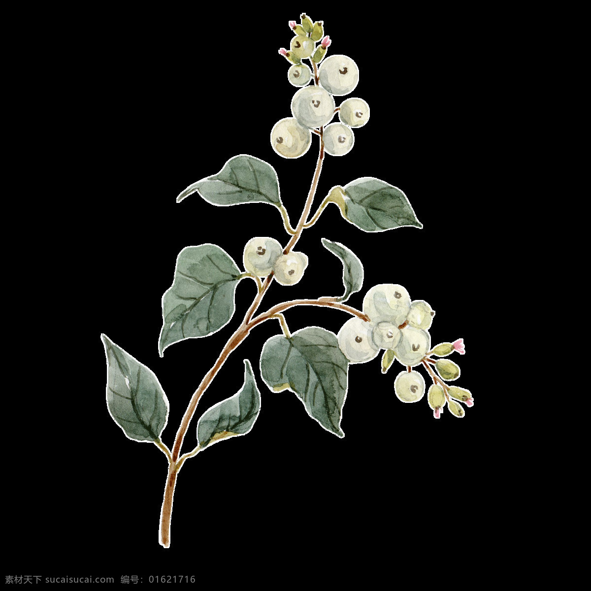手绘 白色 花蕾 花枝 透明 花蕊 免扣素材 生长 树枝 透明素材 下垂 叶子 装饰图片