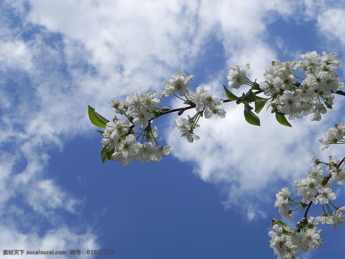 唯美 白色 樱花 风景图片 蓝天 白云 鲜花 花朵