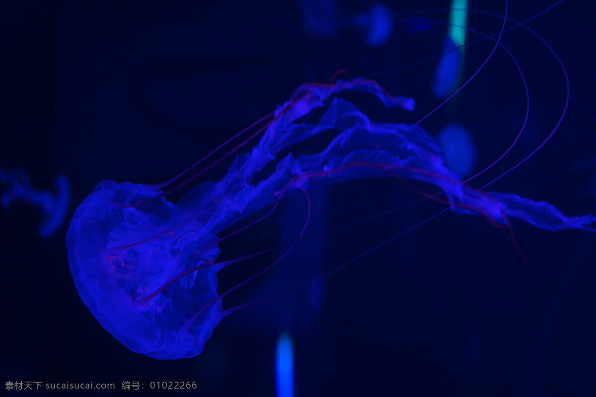 水母 水母图片 紫纹水母 天草水母 浮游生物 伞帽 刺丝胞动物 无脊椎动物 腔肠动物门 毒性 触手 透明 漂浮 神秘蓝色 生物世界 海洋生物