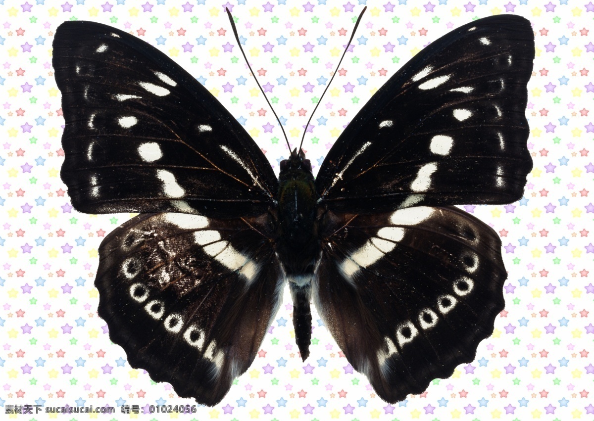 黑白色蝴蝶 白色 黑边 黑色 大翅膀 蝴蝶插图 蝴蝶 各种 彩蝶 分层 源文件