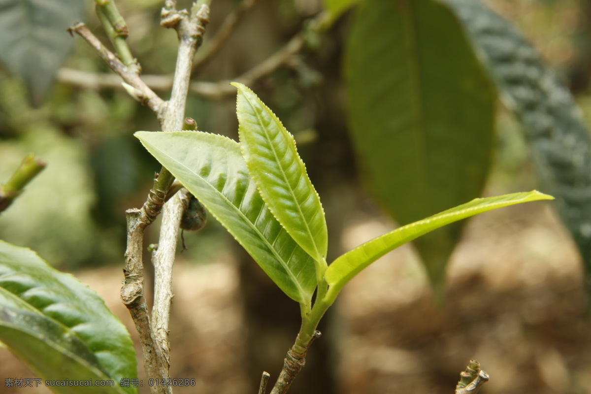 普洱茶树叶 普洱茶 树叶 普洱 茶树 古茶树 茶叶 古树茶 树木树叶 老曼峨 茶山 生物世界