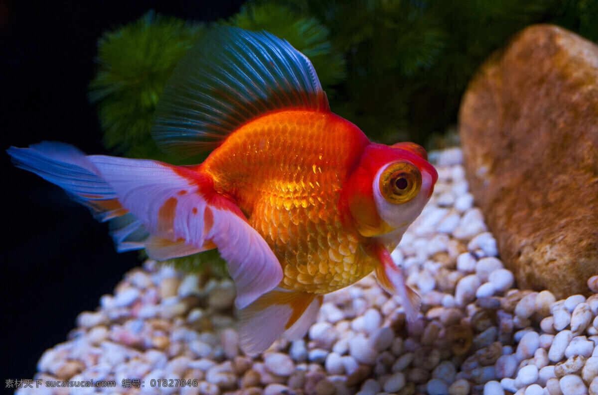 金鱼 高清 海洋 海洋生物 热带鱼 生物世界 鱼 鱼类 观赏鱼 精美鱼 海洋公园