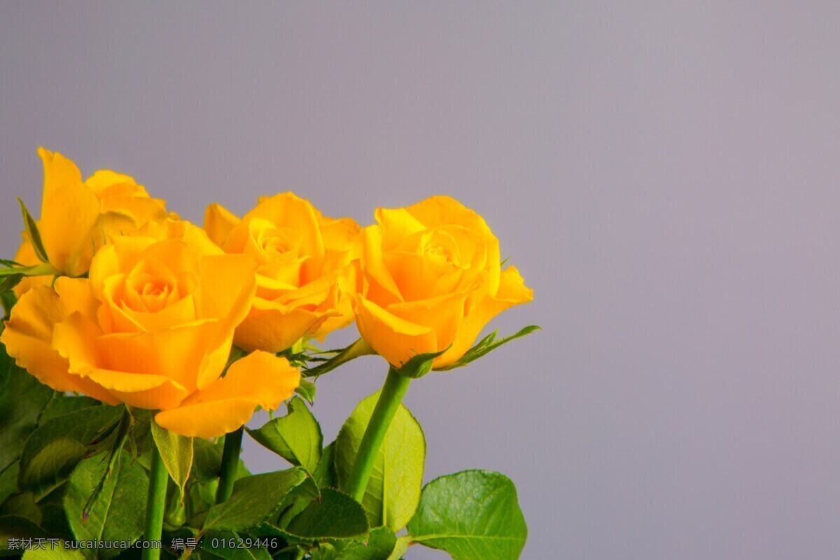 鲜艳 黄 玫瑰花 高清 花卉 花朵 花草 黄色 黄花