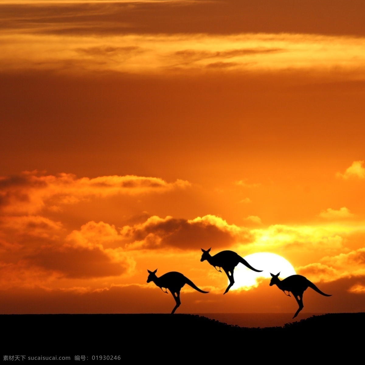 夕阳袋鼠 澳大利亚 日落 夕阳 袋鼠 太阳 天空 云 日落景色 夕阳景色 国外风景 国外旅游 旅游摄影