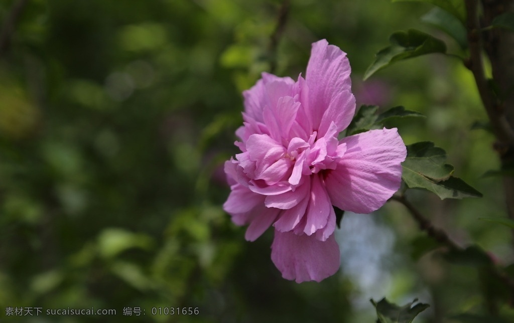 木槿花 双瓣花 木槿 无穷花 花卉 花儿 花草 植物 园林绿化 绿化景观 装饰画 木槿木槿花 生物世界