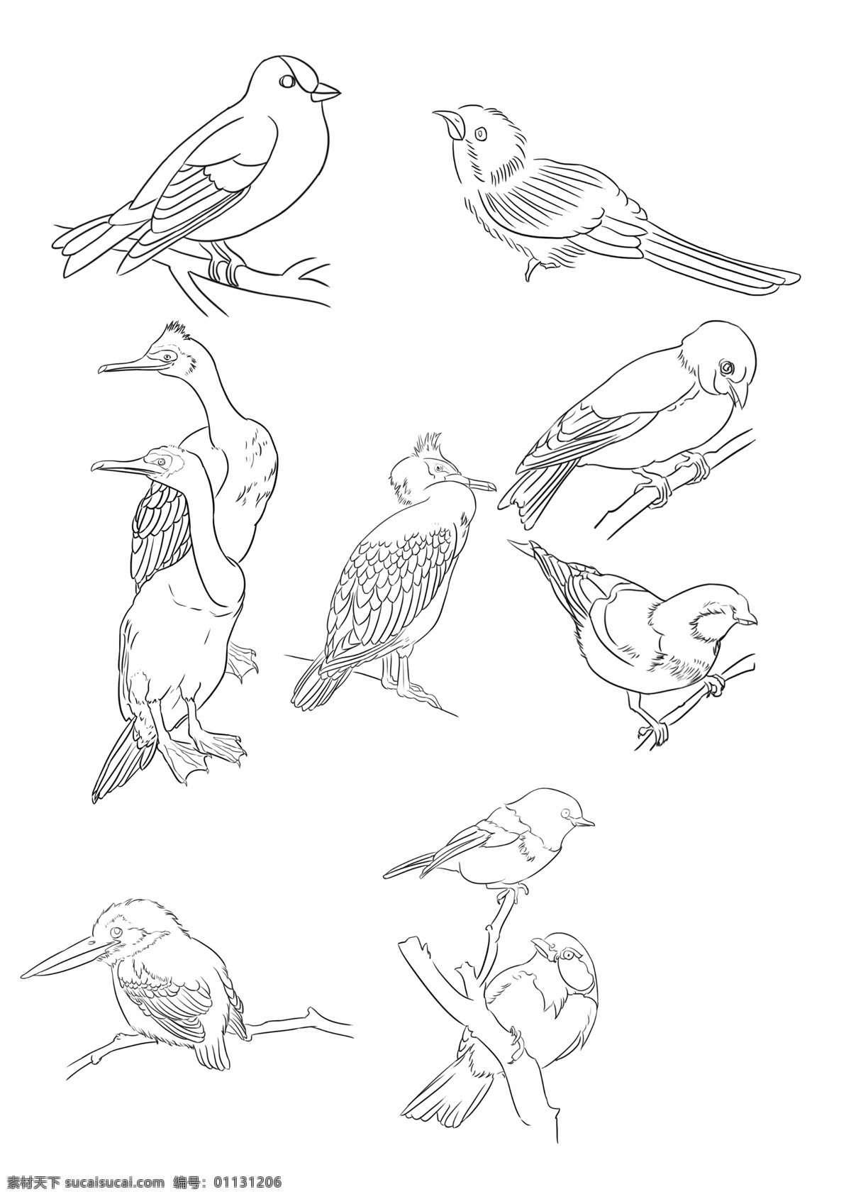 鸟线描插画 鸟线描 动物线描 鸟素材 线描画 手绘