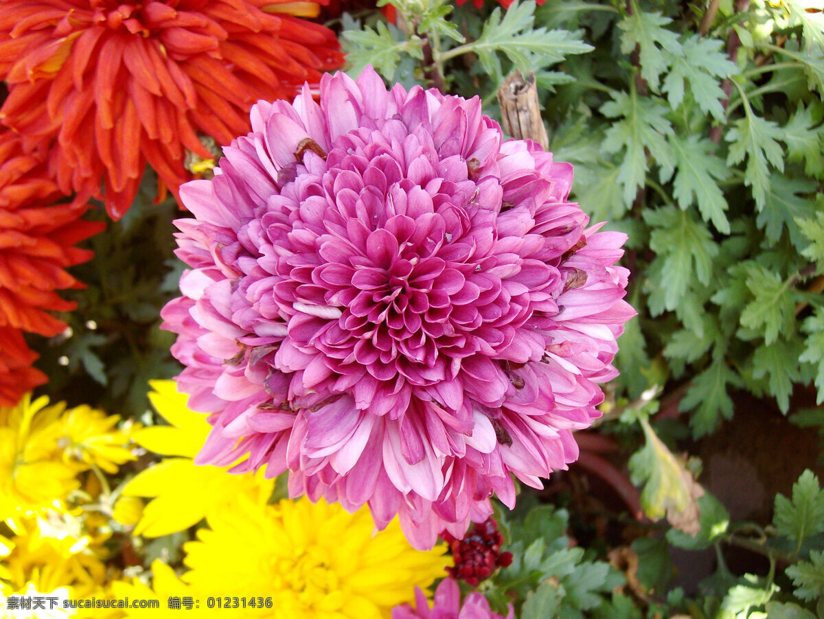 菊花 展 花草 花卉 花圃 植物 秋菊 紫菊花 风景 生活 旅游餐饮