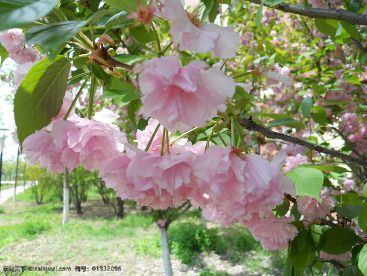 樱花 春季 花草 生物世界 psd源文件