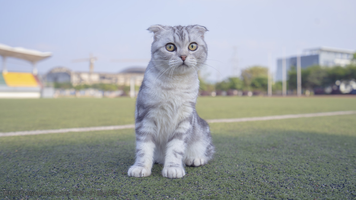 可爱 美 短 商业摄影 猫咪 猫猫 银间层 蓝天 白云 操场 商业