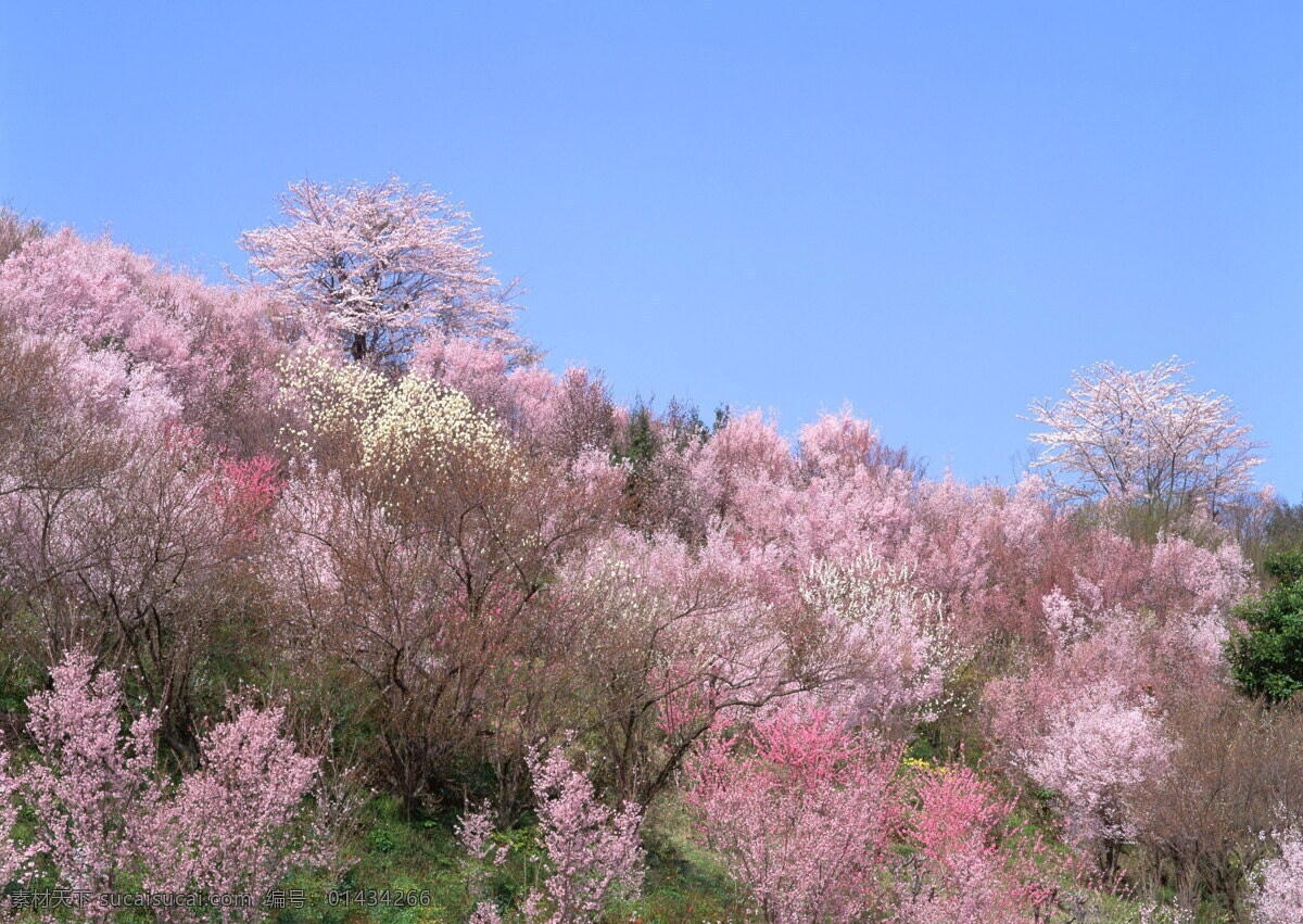 春暖花开 背景 风景 花 花草 花季 摄影图库 植物世界 自然风景 自然景观 花的季节 生活 旅游餐饮