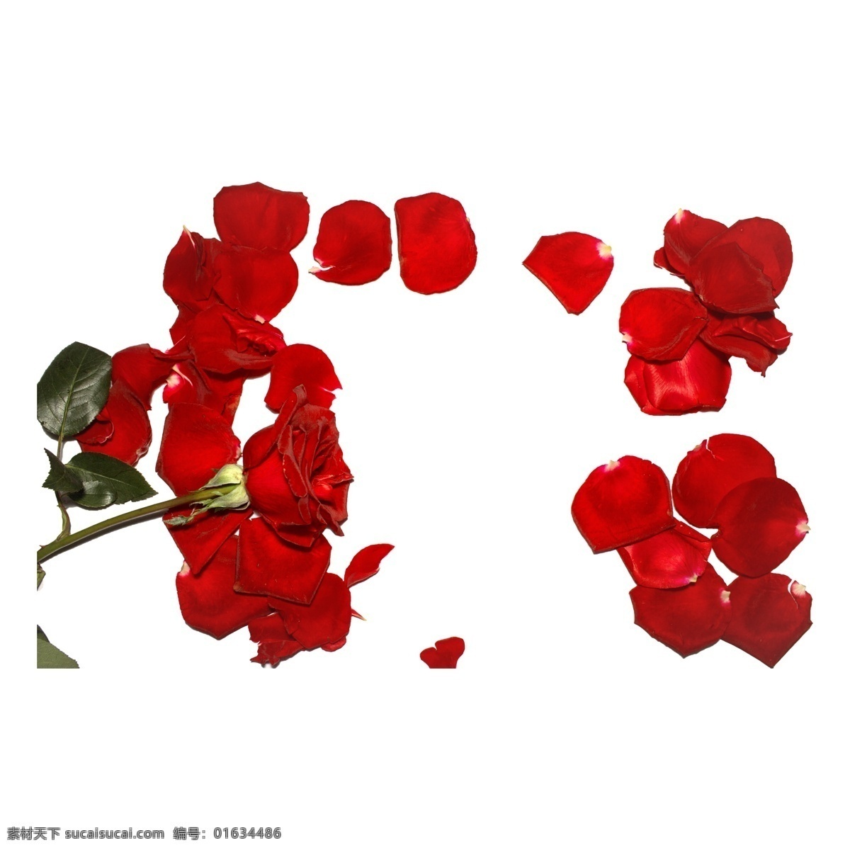 玫瑰 花瓣 实拍 免 抠 红玫瑰 鲜花 花卉 植物 爱情 情人节 红玫瑰免抠 实物 拍摄 玫瑰花瓣 红色