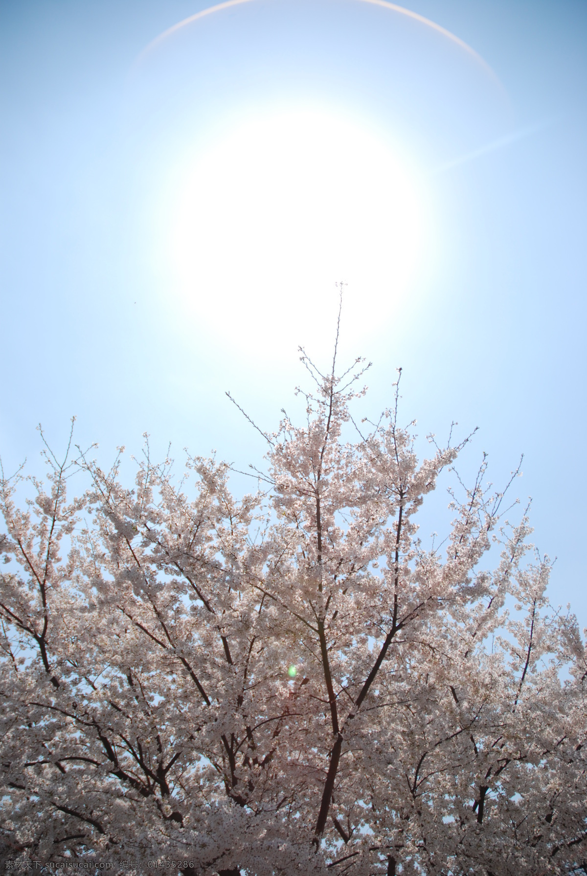 三月 樱花 摄 上海 万科 城市 花园 粉红 光晕 花草 蓝天 逆光 生物世界 太阳 阳光 psd源文件