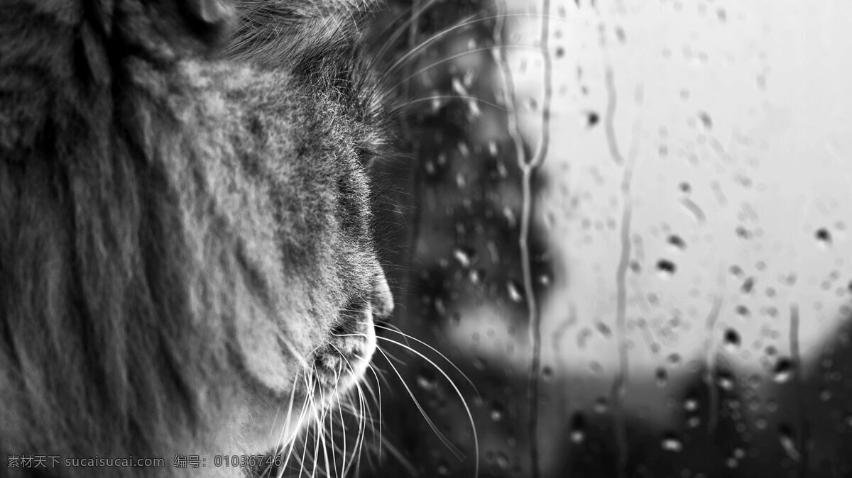 雨中景 猫 玻璃 朦胧 感触 淋雨 自然 风景 桌面 雨滴 孤独 寂寞 无奈 壁纸 风光 旅游 宁静 波纹 意境 雨 窗外 生活 唯美 夜景 天气 连珠 景观 雨景 天象 雨水 心情 水花 雨中 下雨 雨帘 野生动物 生物世界