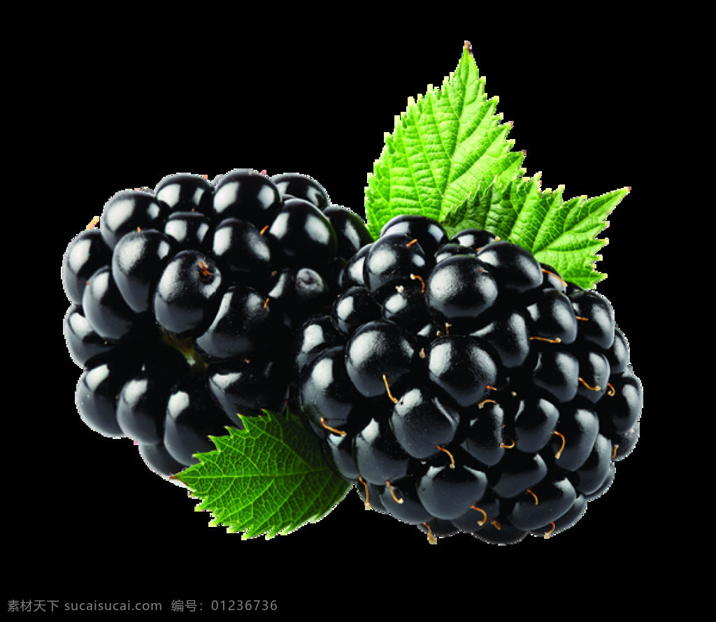 黑莓 树莓 有机水果 绿色水果 鲜果 农产品 黑色 水果 食品 食物 植物 健康 健康将康生活 营养 美味 物体 名称 概念 静物 拥挤 很多 室内 特写 藤本植物 生命之果 覆盆子 果蔬素材