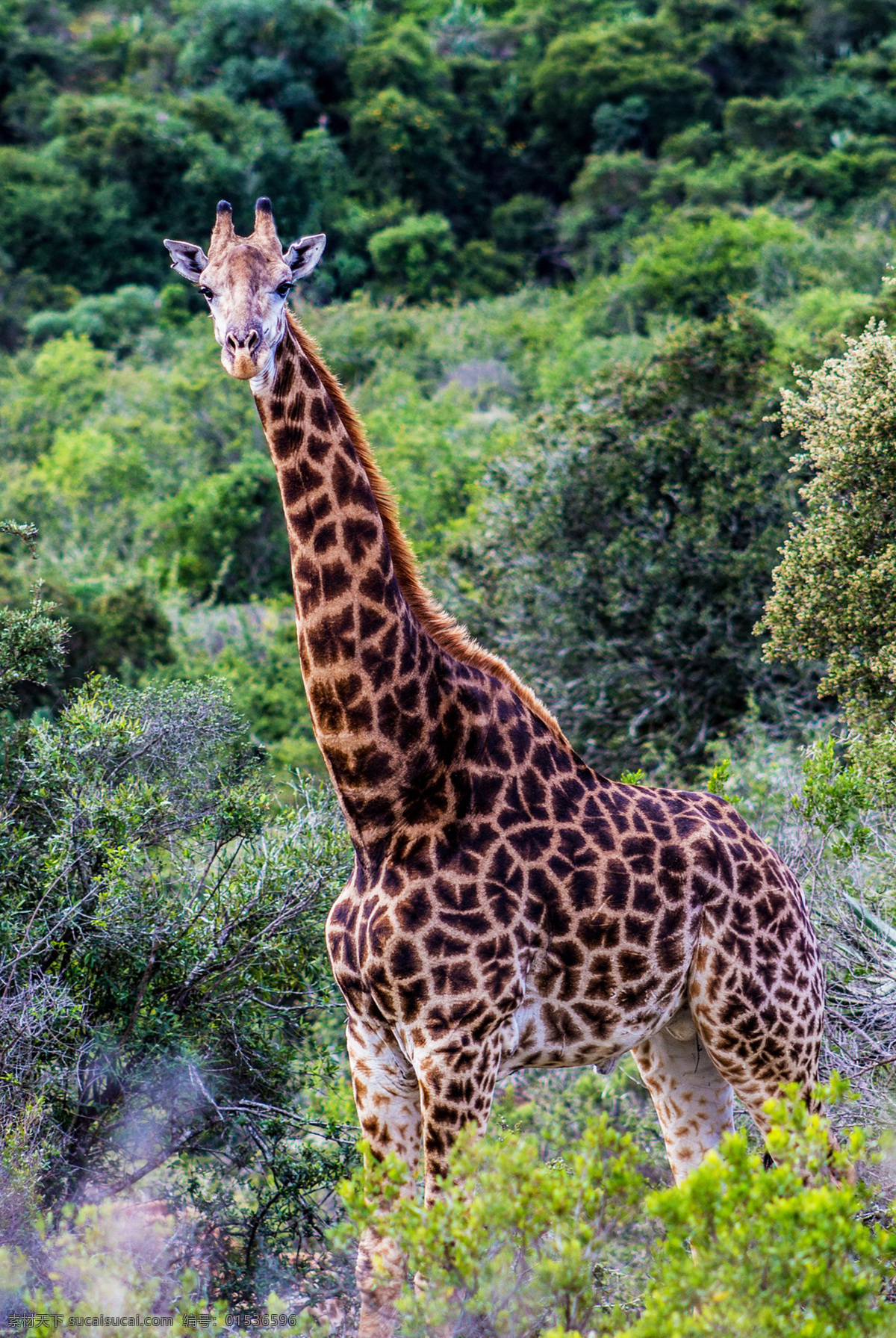 长颈鹿 麒麟鹿 长脖鹿 giraffe 野生动物