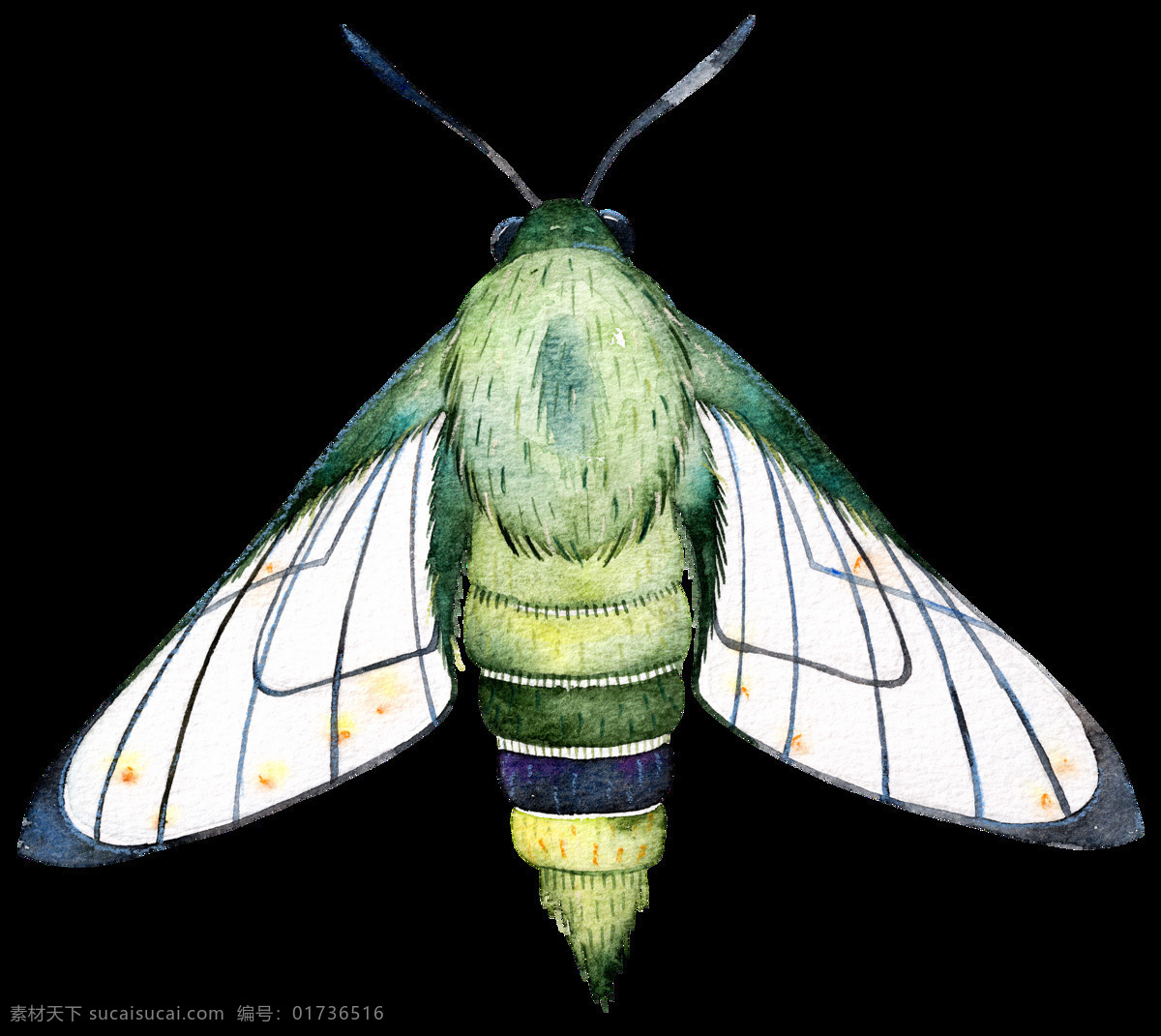 水彩 飞蛾 透明 卡通 抠图专用 装饰 设计素材