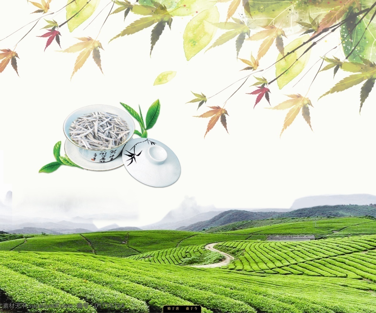 茶园 枫叶 一杯茶 源于自然 健康养生 品质生活 n源于自然 自然景观 自然风光
