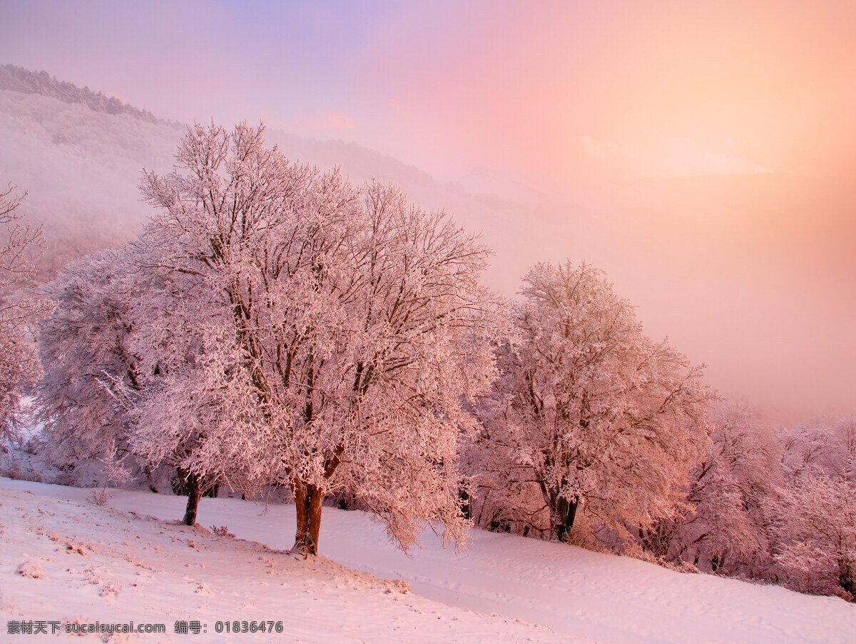 冬季雪景 冬季 冬天 雪景 美丽风景 景色 美景 积雪 雪地 森林 树木 自然风景 自然景观 粉色