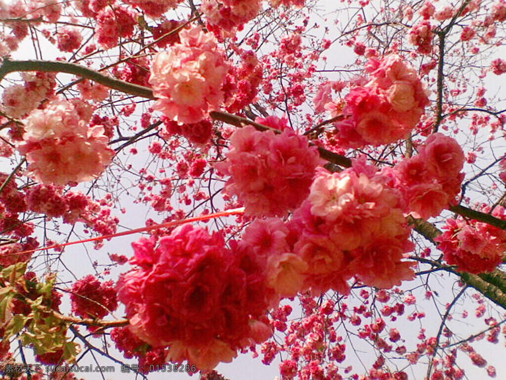 樱花 盛开 风景 花 植物 生活 旅游餐饮