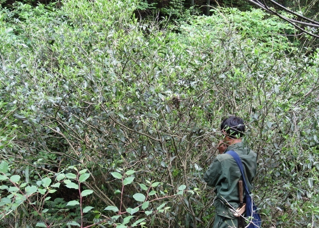 深山野茶 采茶 野茶 茶叶 徽州 富溪茶叶 自然景观 田园风光