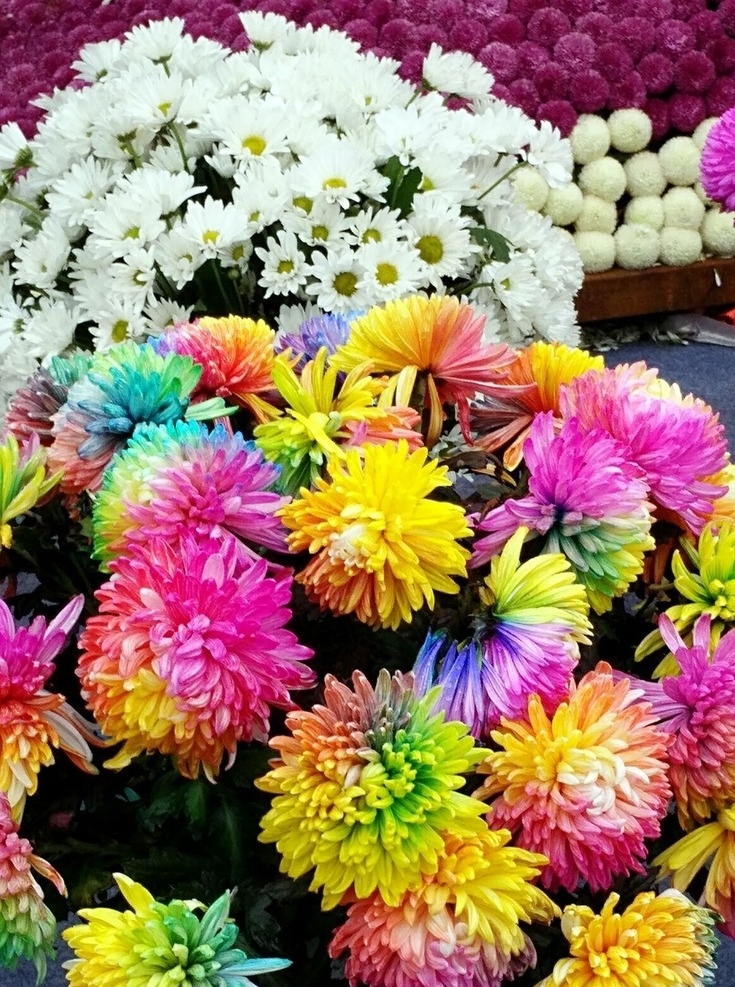 开封菊展 开封菊花 七彩菊花 彩色菊花 菊花 生物世界 花草