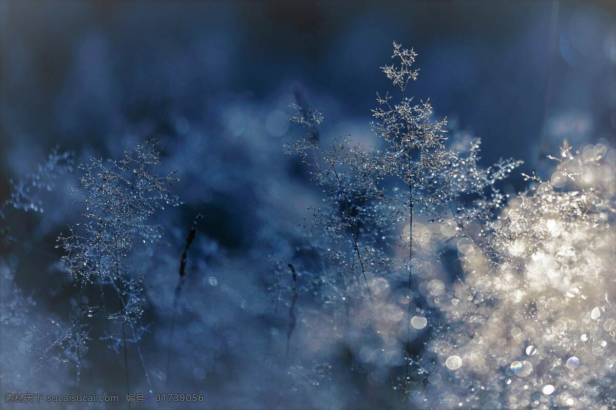圣诞高清图 唯美背景 雪晶璀璨 圣诞 雪 璀璨 晶莹 背景 节日圣诞节 自然景观 自然风景