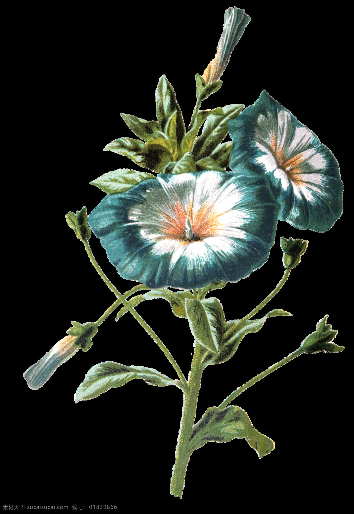 蓝白 花束 卡通 透明 花瓣 蓝色 透明素材 免扣素材 装饰图案