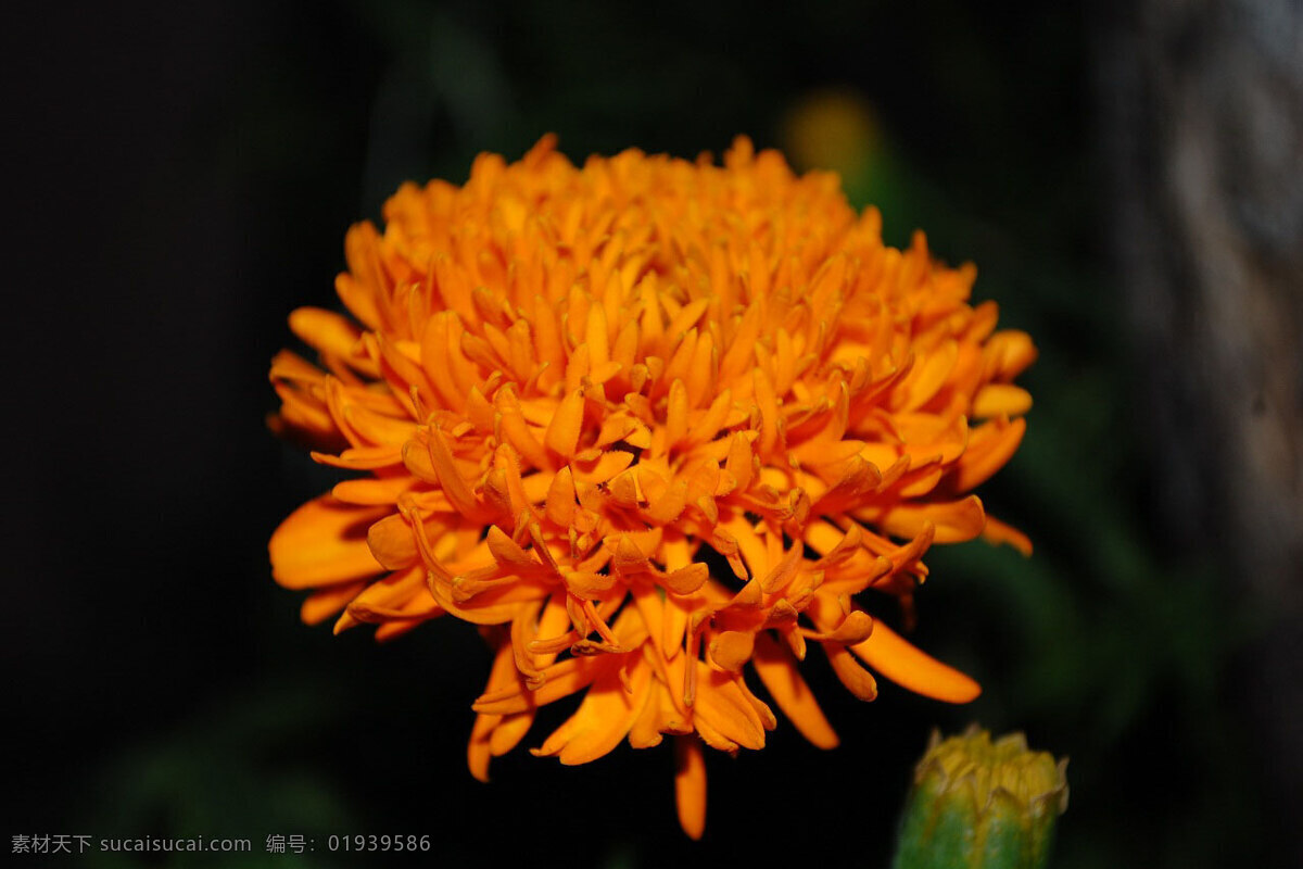 位图 写实花卉 植物 花朵 菊花 免费素材 面料图库 服装图案 黑色