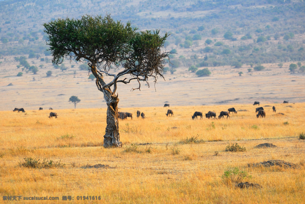 自然风光 南非 遍地见牛羊 非洲迷人风景 树木 草原 荒凉 自然景观 山水风景 风景图片