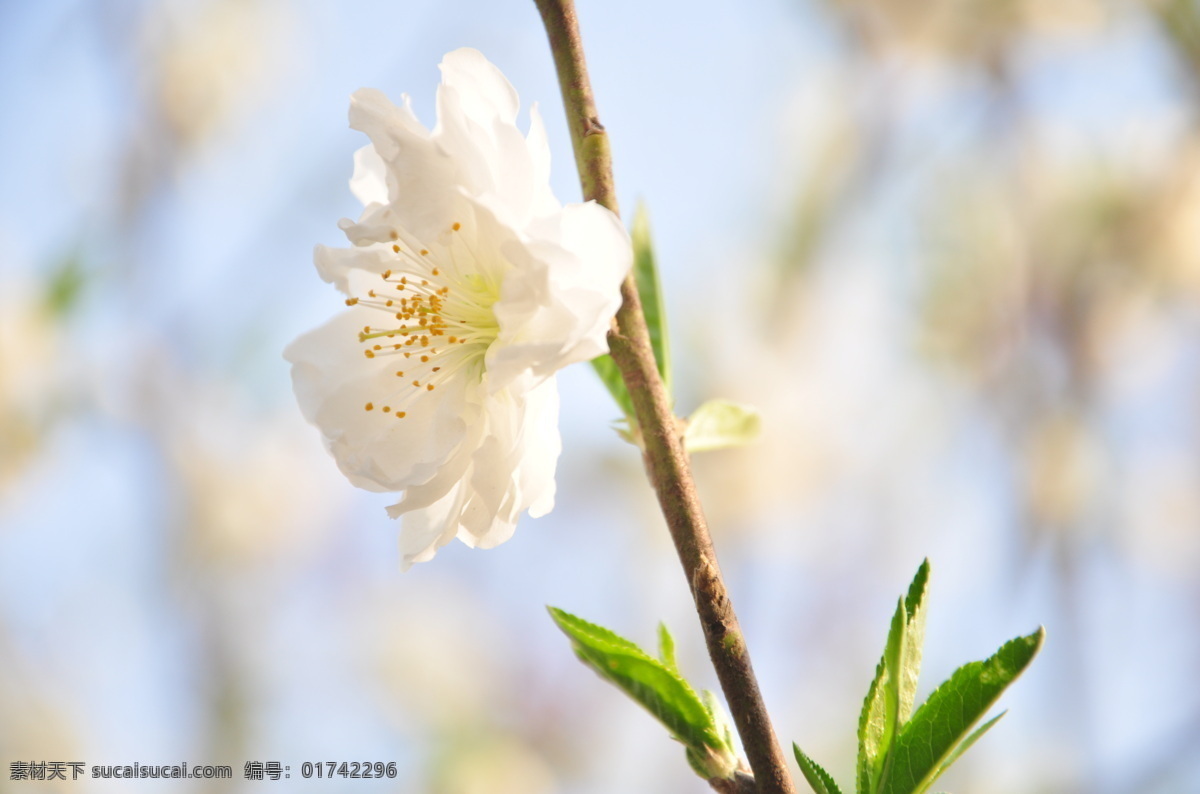 花朵 春暖花开 春天 花 花草 花开 生物世界 怒放 唯美 桃花 psd源文件