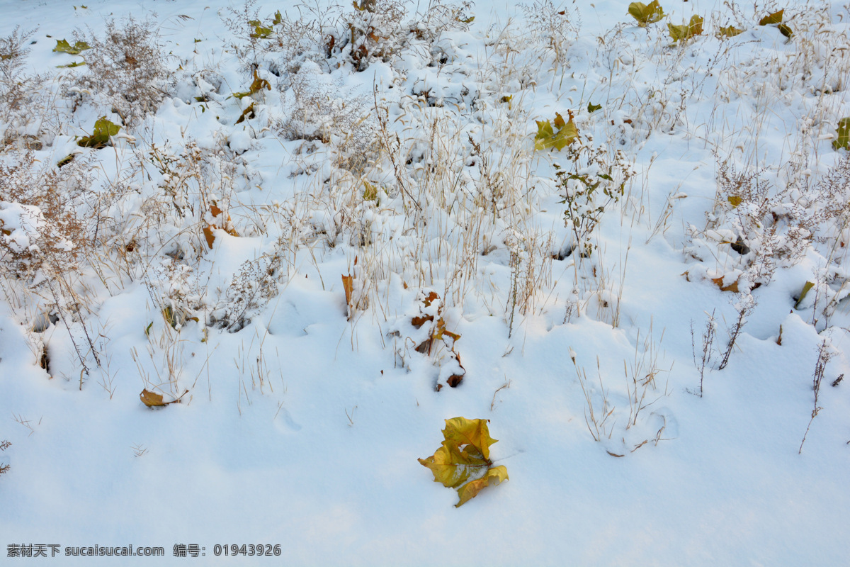 雪景 白雪 下雪 雪地 小雪 大雪 雪窝 草丛 干草 落叶 冬季 冬景 积雪 自然景观 自然风景