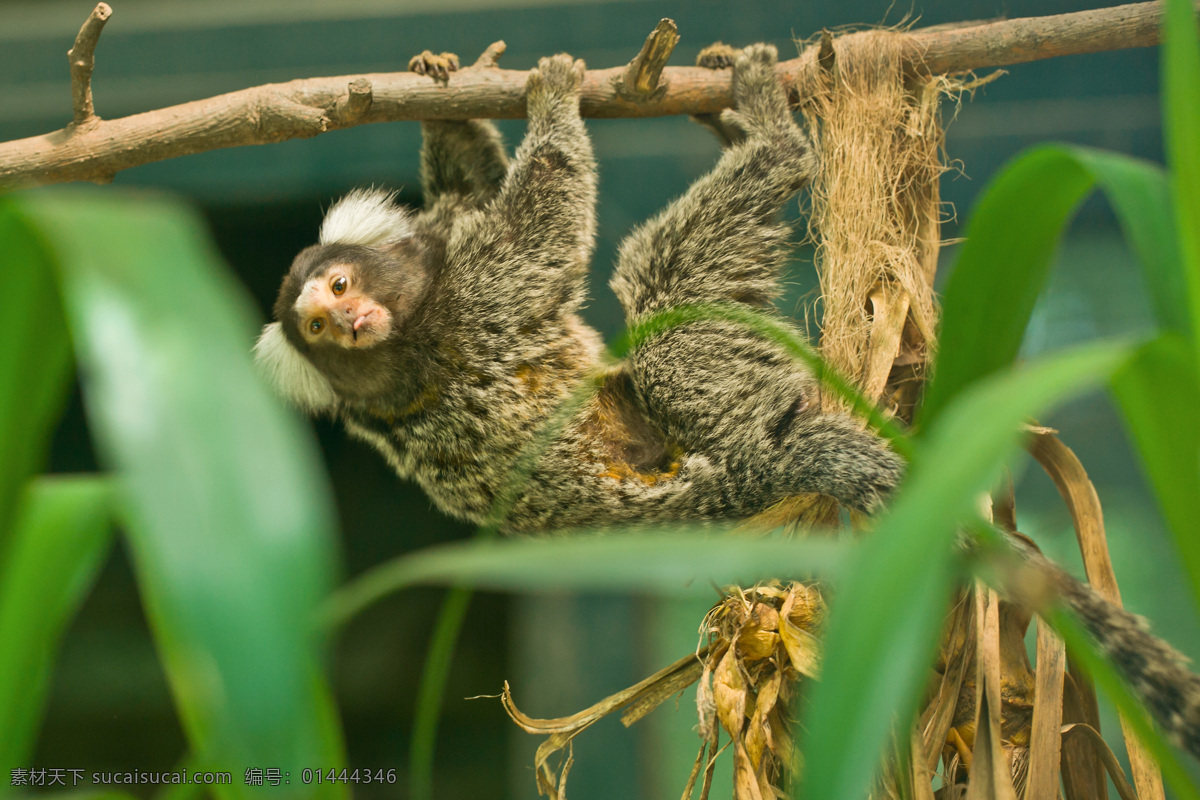 攀爬的毛狨 毛狨 食虫猴 南美洲物种 动物园 小猴馆 树枝 绿叶 生物世界 野生动物