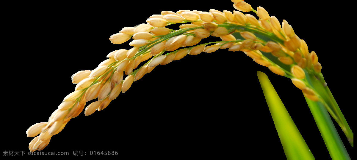 绿色 生长 中 水 稻穗 水稻 自然景观