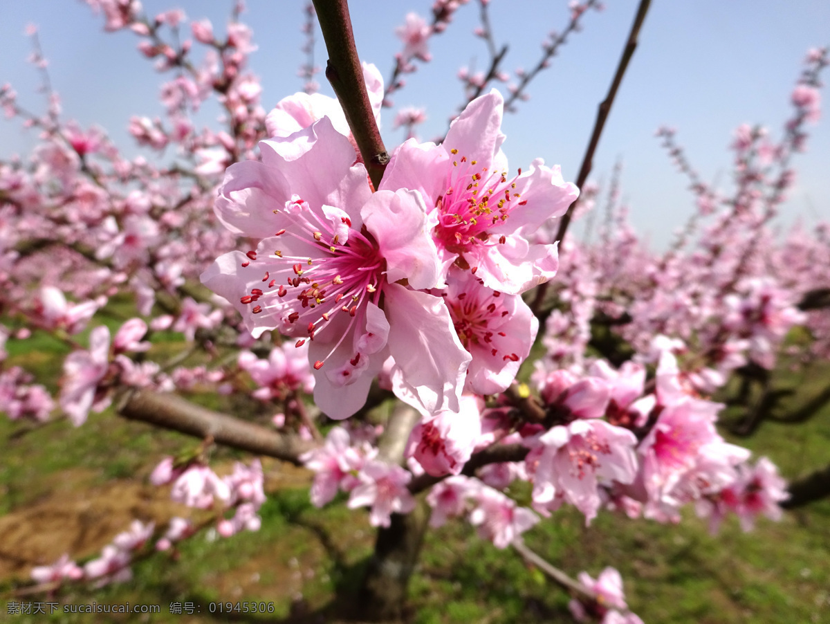 二月 桃花 蓝天 红花 红色 粉红色 生物世界 花草