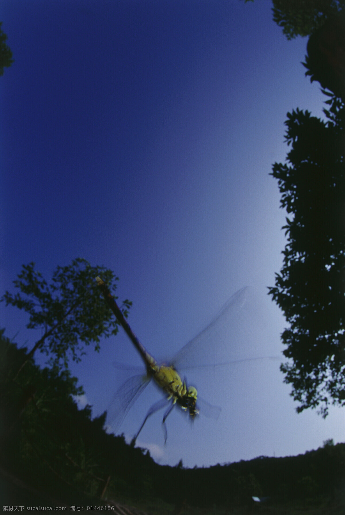 蜻蜓 蜻蜓摄影 动物 昆虫 自然风光 大自然 风景 风光 田野 野外 草 摄影图片 草地 树叶 叶子 自然风景 自然景观 黑色